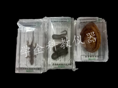 動物標本